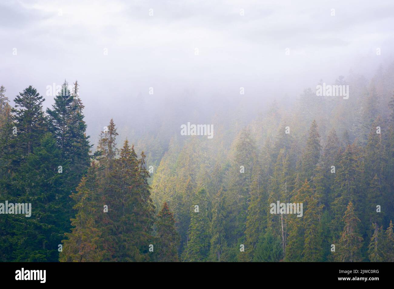 Fichtenwald im Herbst. moody Wetter mit bewölktem Himmel. Nebliger Natur Hintergrund Stockfoto