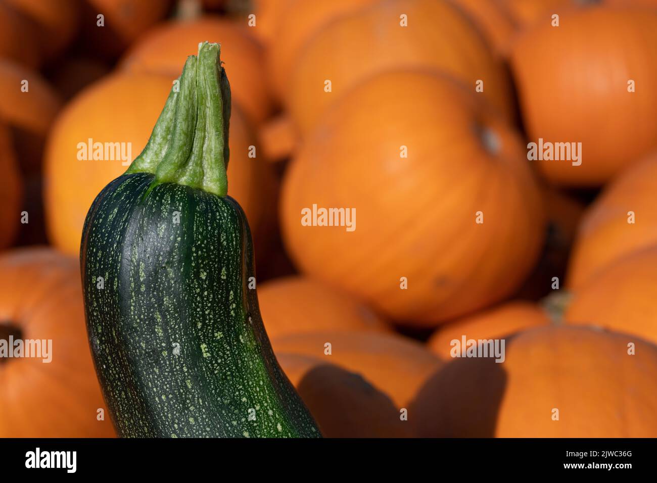 Nahaufnahme einer grünen reifen Zucchini, die vor vielen roten Quadreln steht. Stockfoto