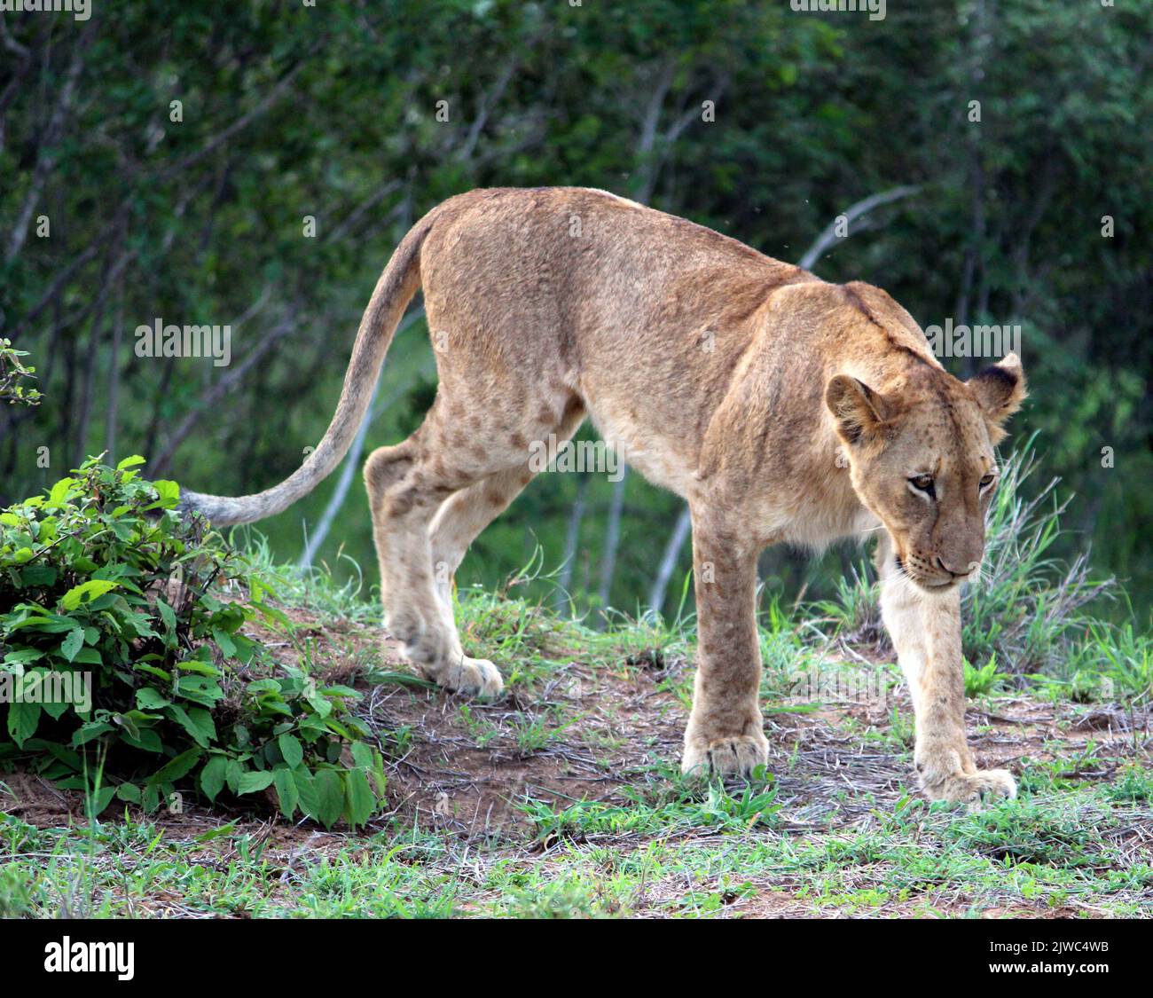 Subadulter afrikanischer Löwe (Panthera leo), der im Krüger-Nationalpark ruht : (Pix SShukla) Stockfoto