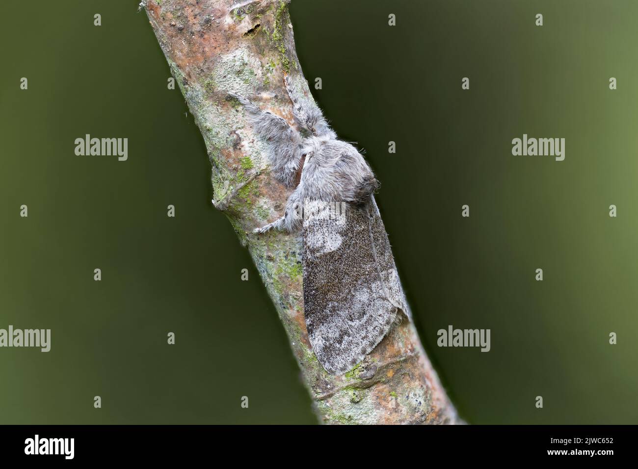 Pale Tussock (Calliteara pudibunda) Norwich UK GB Mai 2022 gestapelt Stockfoto