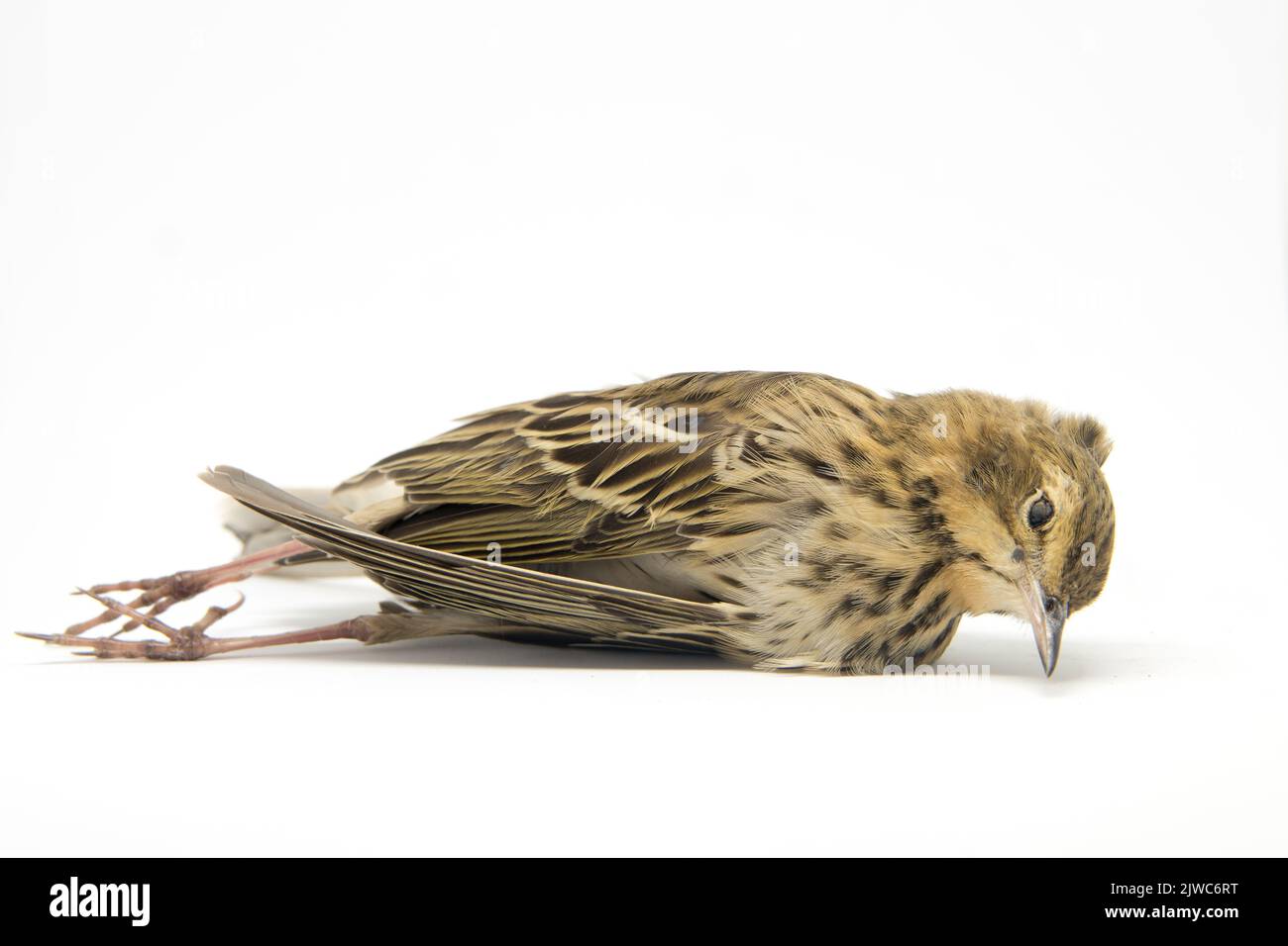 Toter Vogel. Verstorbene Baumpfeippe im lateinischen Anthus trivialis. Weißer Hintergrund. Der Körper des toten Tieres. Vogelgrippe vermutet. Krankes Tier. Stockfoto