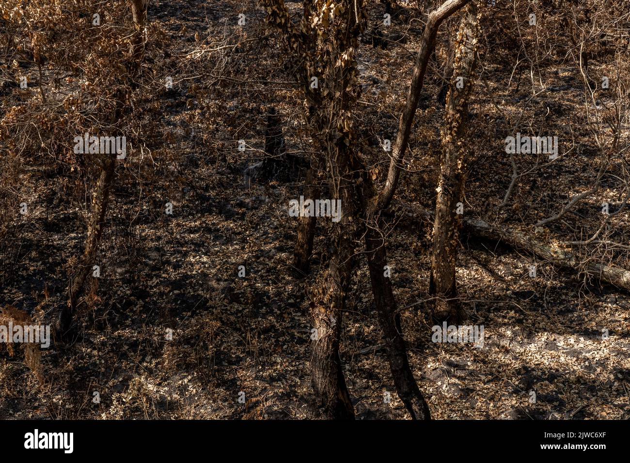 Dürre in einem Wald. Trockener Sommer in frankreich mit hoher Waldbrandgefahr. Hochwertige Fotos Stockfoto
