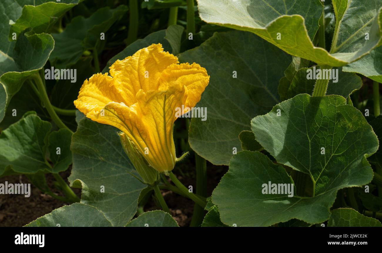 Schöne gelbe Zucchini blühen inmitten der grünen Blätter Stockfoto