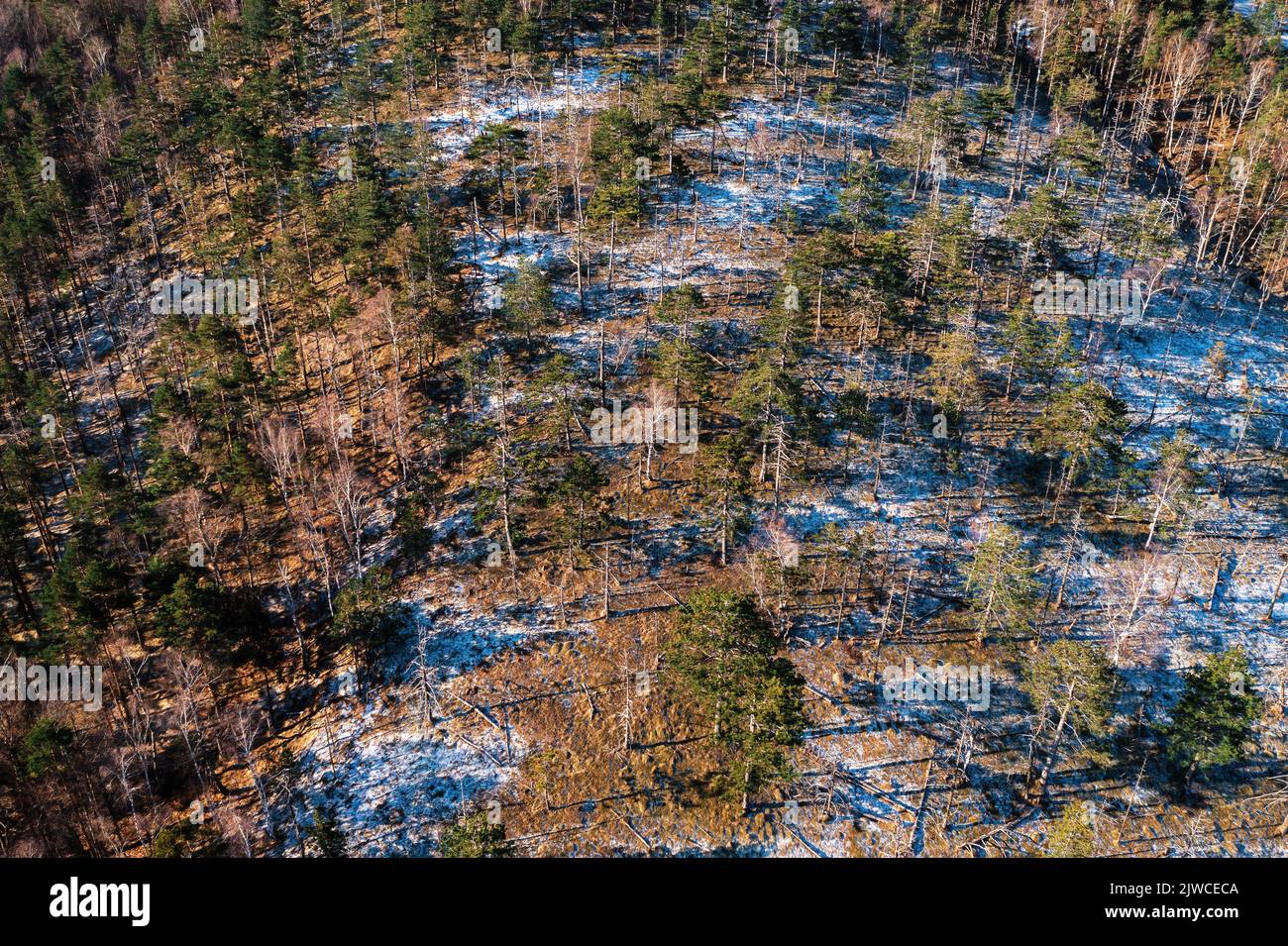 Luftaufnahme des immergrünen Waldes im Winter mit erstem Schnee und Frost auf dem Boden von Drohne pov, Hochwinkel-Ansicht Stockfoto