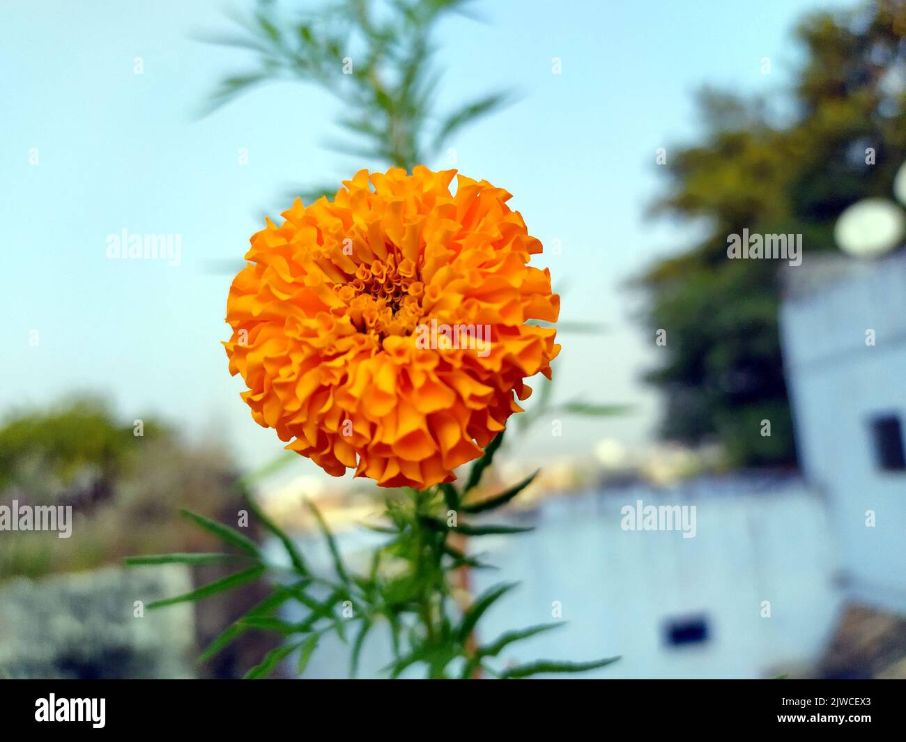 Gelbe und orangefarbene Ringelblumen (Tagesblüten) in Blüte Stockfoto