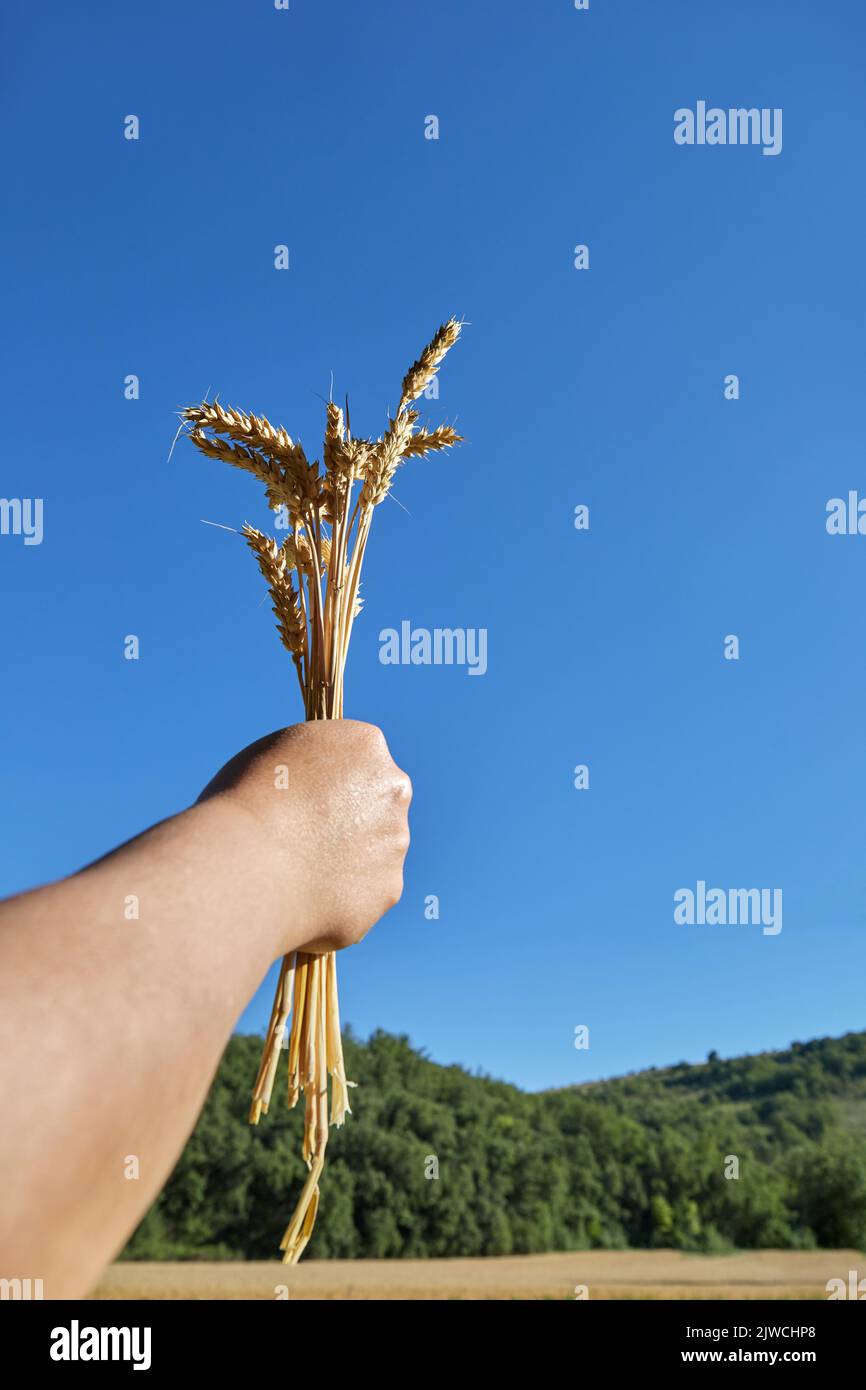 Hand hält ein Weizenbündel mit isoliertem Hintergrund für die Ernte- und Ressourcenvermarktung Stockfoto