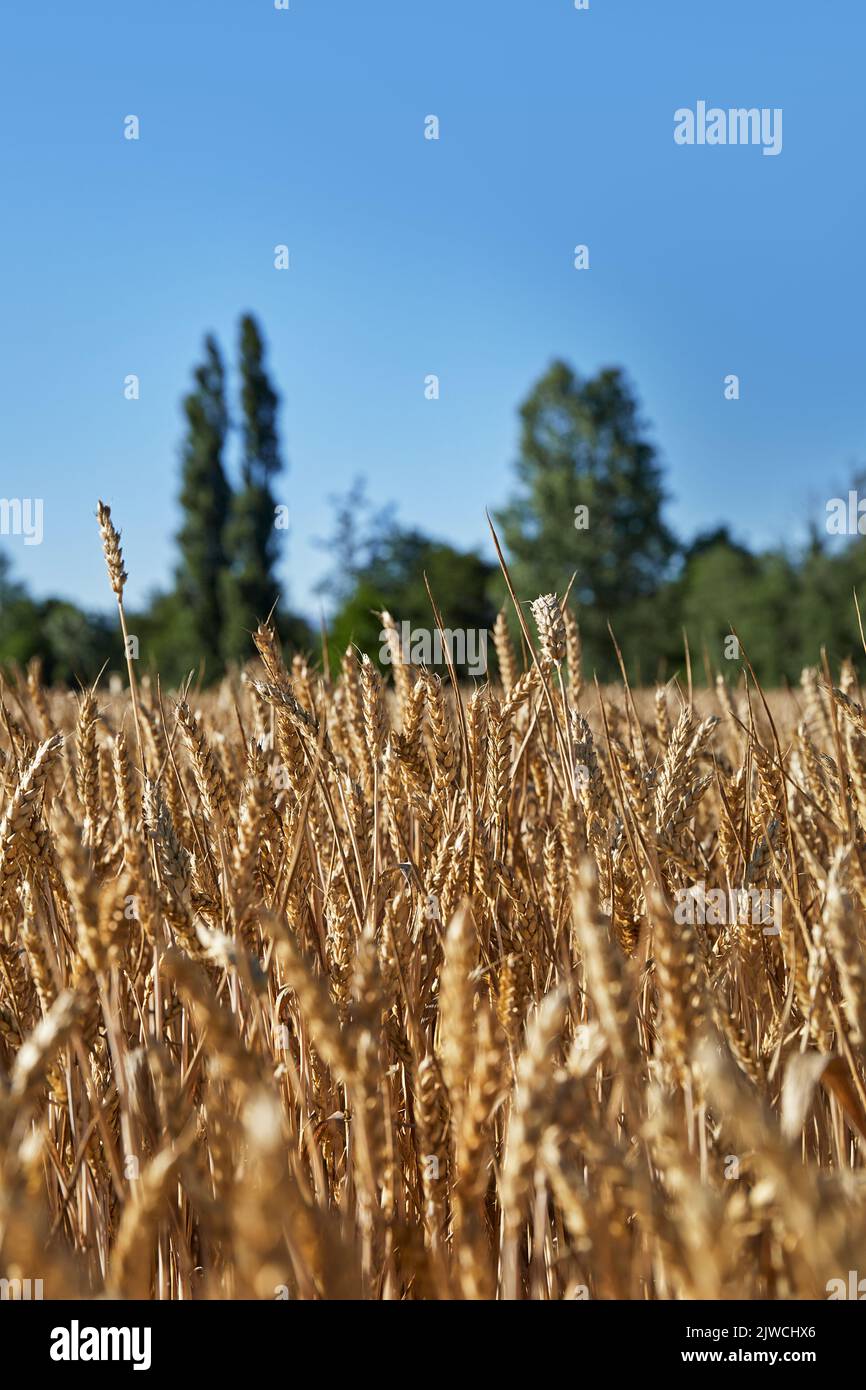 Weizenfeld im vertikalen Format. Weizen Finanzkrise. Produktionsmangel in europa aufgrund des Krieges in der ukraine. Stockfoto