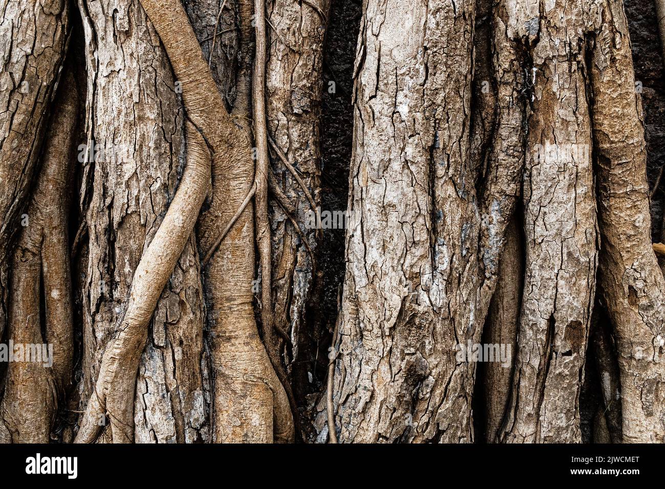 banyan Tree mit Holzstruktur. Hochwertige Fotos. Idee dunklen Holzhintergrund für Sie entwerfen Stockfoto