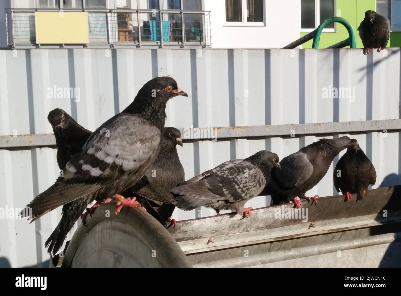 Taubenvögel. Stockfoto