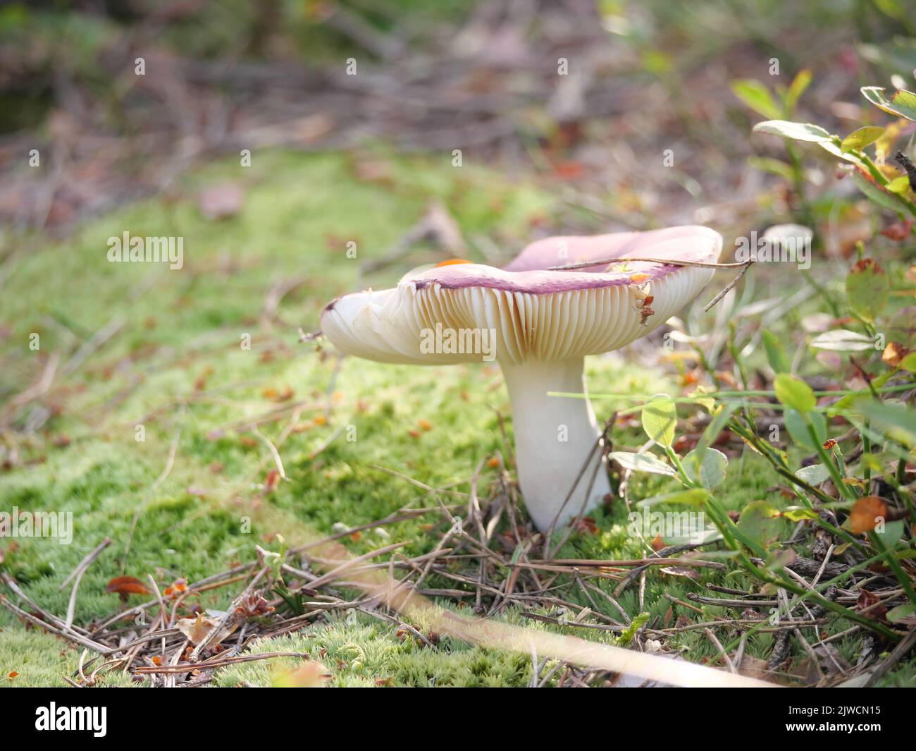 Ein Russula-Pilz mit weißen Lamellen und roter Kappe, der auf Moos im Wald steht Stockfoto