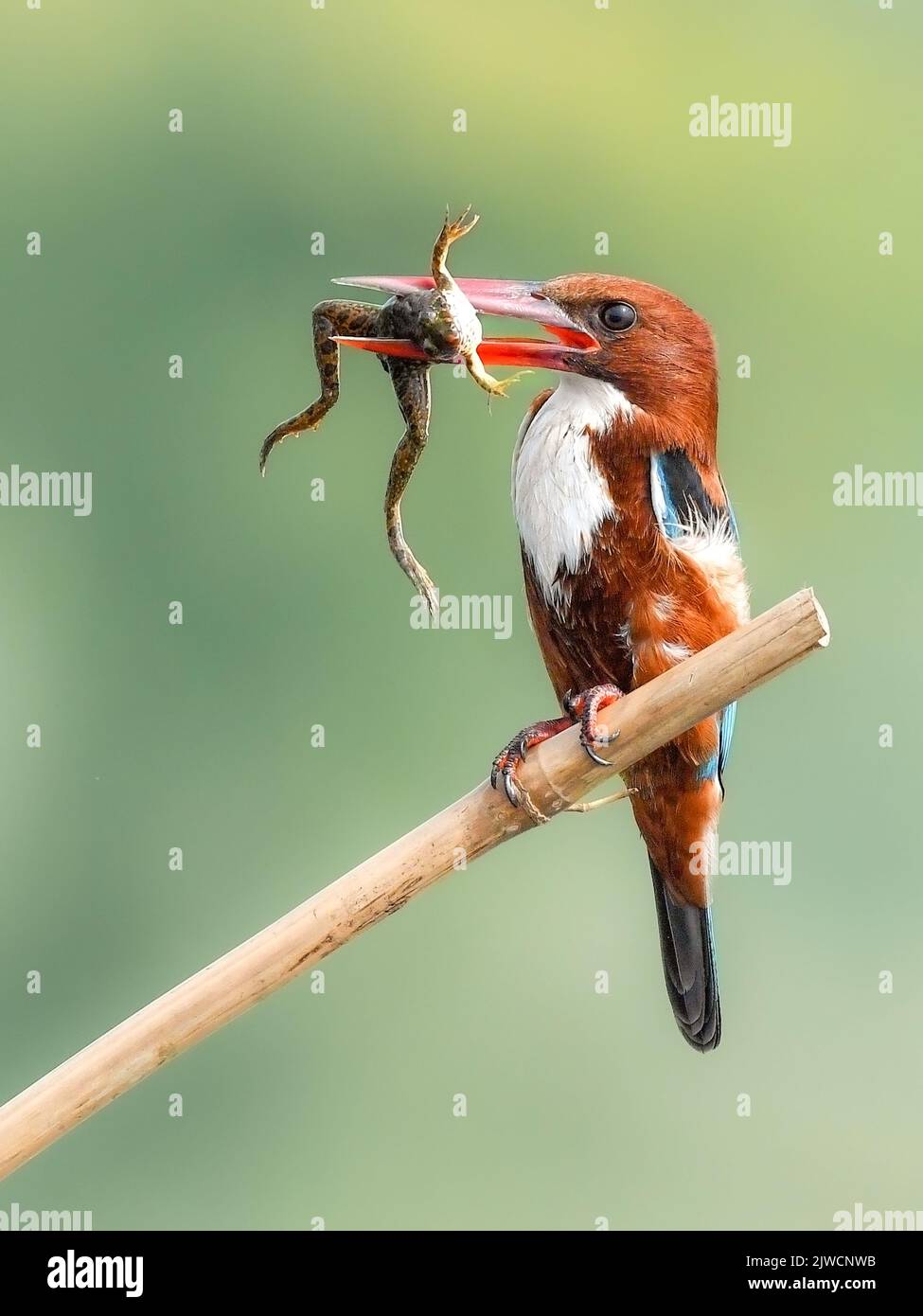 Ein wunderschöner Vogel mit seinem Pech-Mittagessen. Indien: Ein FOTOGRAF hat das Schicksal unglücklicher Frösche dokumentiert, darunter das Essen einer Schlange. Ein Bild sh Stockfoto