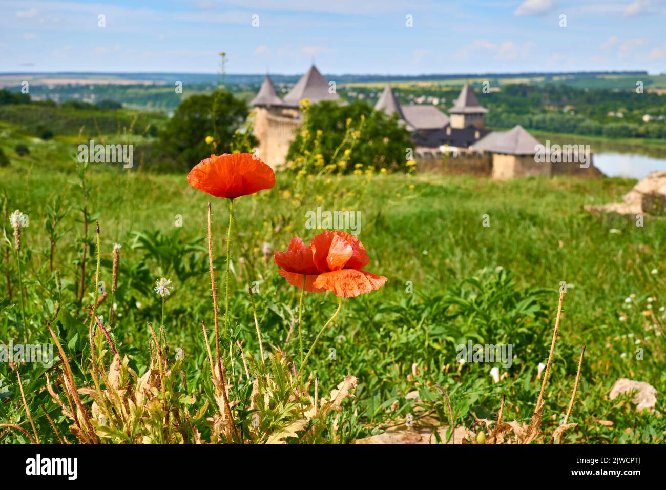 Zwei rote scharlachrote Mohnblumen, ein grünes Feld und eine alte Festungsburg am Fluss Stockfoto