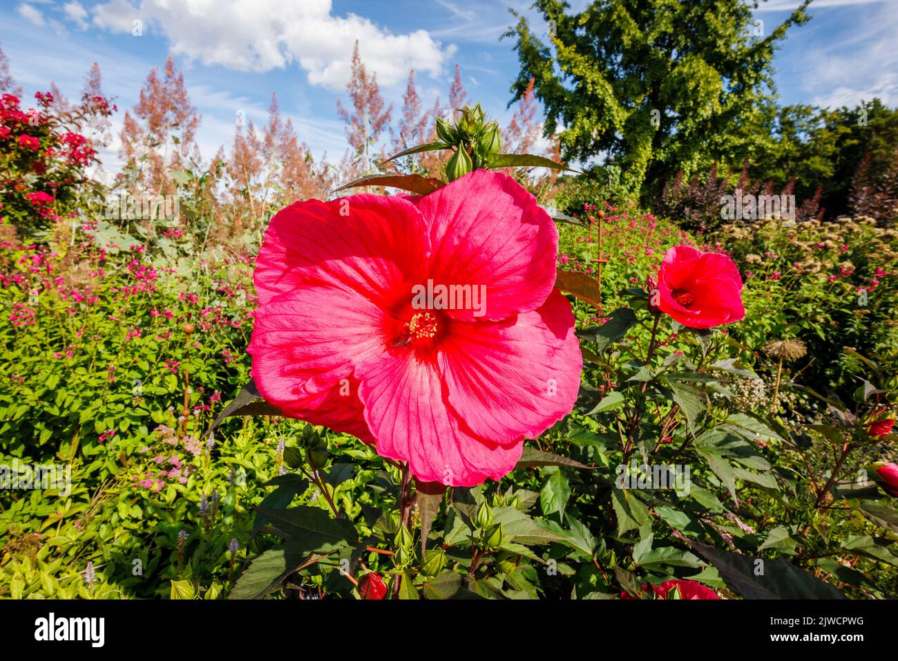 Große, tiefrosa bis rote Hibiscus moscheutos Planet Griotte 'Tangri' Rose Malve in Blüte im RHS Garden, Wisley, Surrey, UK im Sommer Stockfoto