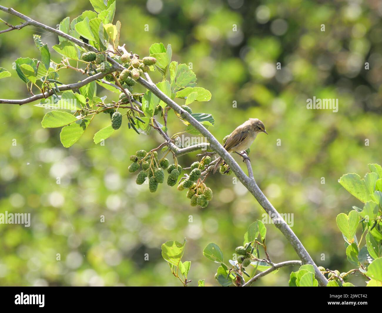 Ein gewöhnlicher Chiffchaff Phylloscopus collybita sitzt auf einem Zweig, bereit zum Abheben Stockfoto