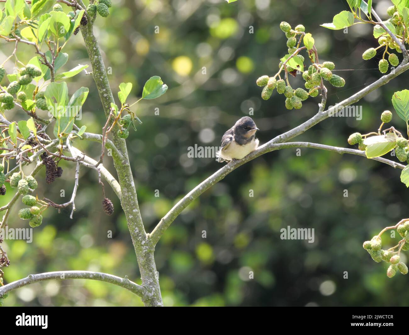 Junge Schwalbe, Hirundo rustica, sitzt auf einem Ast Stockfoto