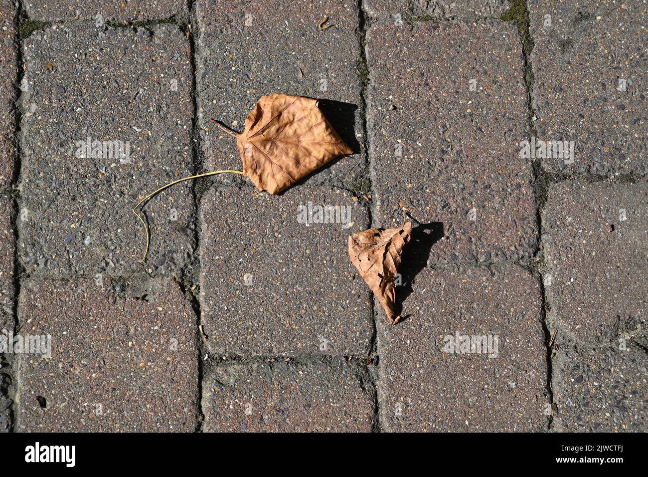 Getrocknetes braunes Ahornblatt auf dem Boden Stockfoto