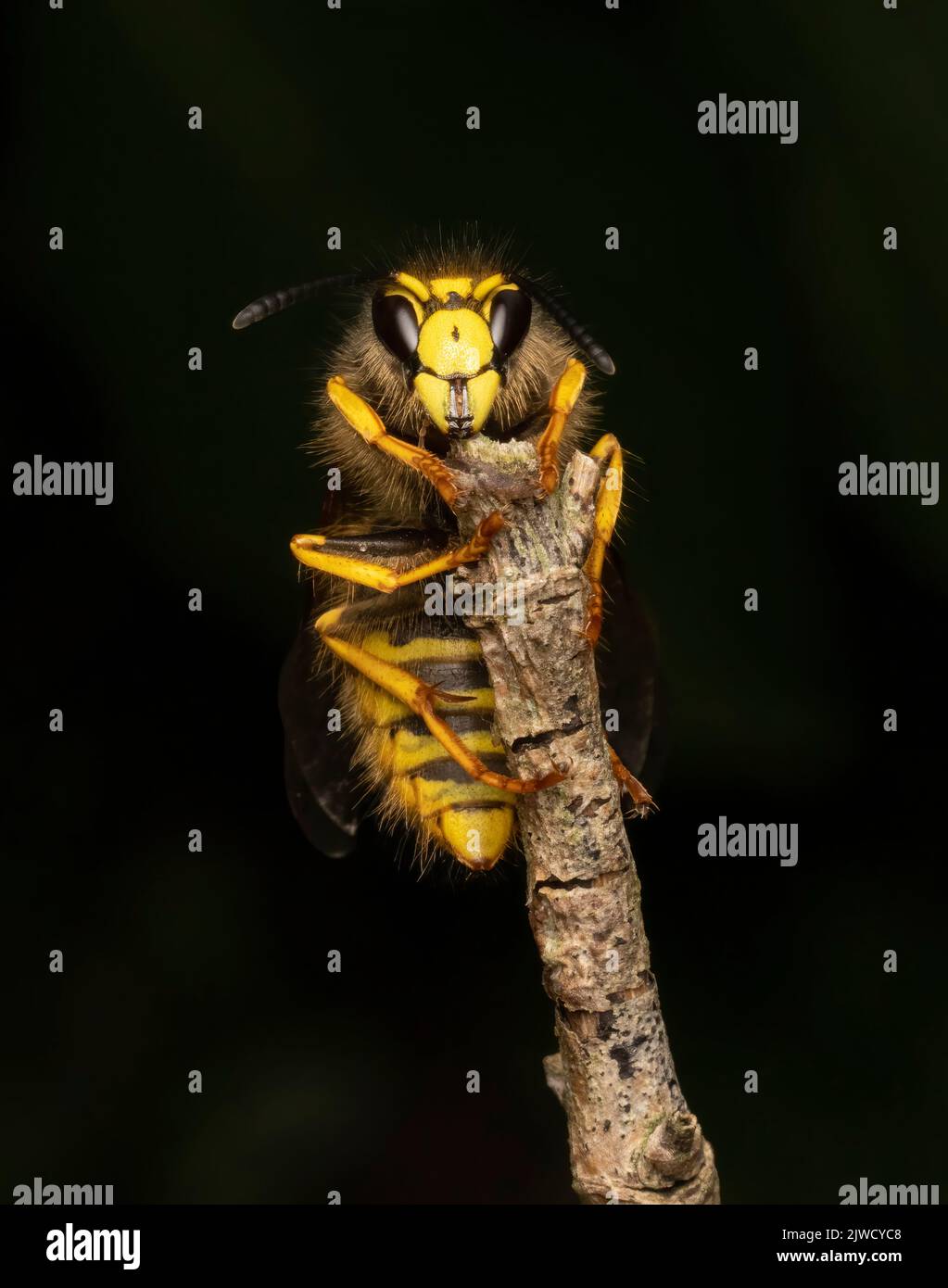 Nahaufnahme einer Gemeinen Waspe (Vespula vulgaris) Stockfoto