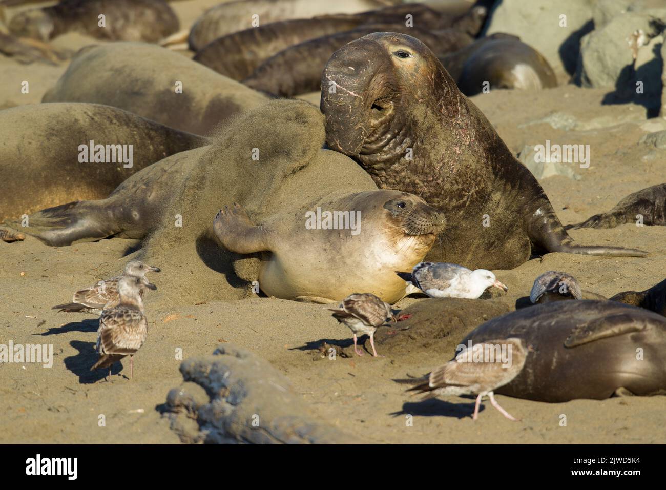 Nördliche Elefantenrobbe (Mirounga angustirostris). Eine Frau schnippt Sand in das Gesicht eines Stiers, der versucht, sich zu paaren. Stockfoto