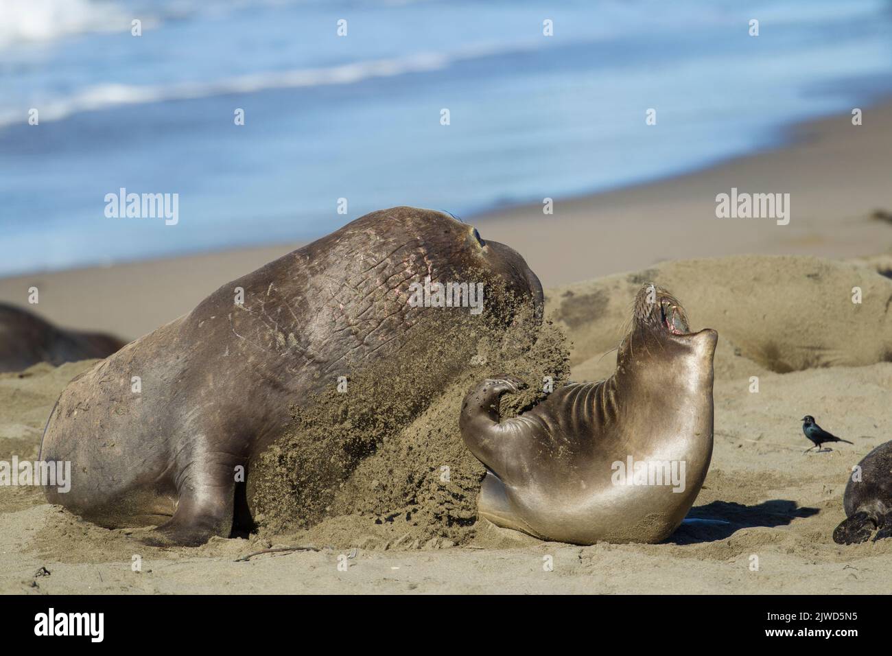 Nördliche Elefantenrobbe (Mirounga angustirostris). Eine Frau schnippt Sand in das Gesicht eines Stiers, der versucht, sich zu paaren. Stockfoto