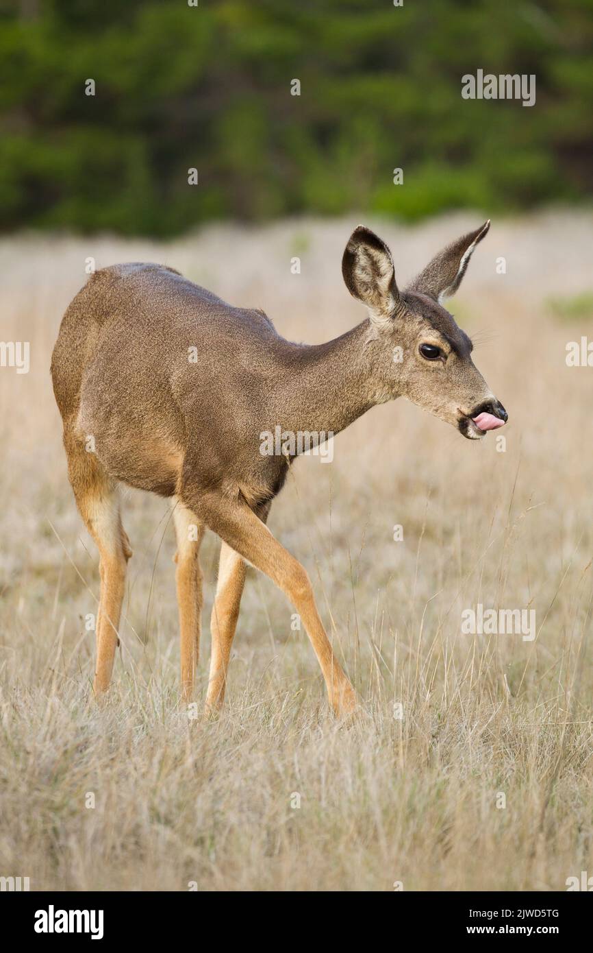 Maultierhirsch (Odocoileus Hemionus) Stockfoto