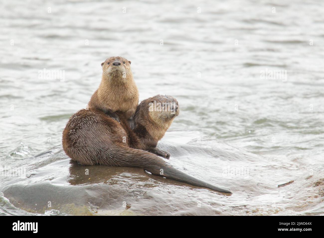 Flussotter (Lontra canadensis). Zwei Otter auf einem Felsen im Fluss Lamer. Stockfoto