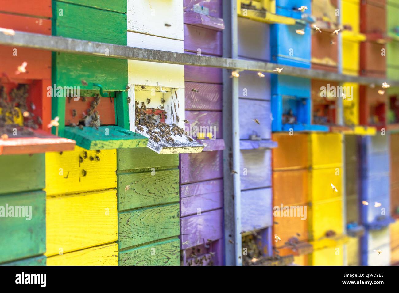 Bienenschwarm, der vor einem bunten Bienenstock in vielen verschiedenen Farben auf einem LKW fliegt Stockfoto
