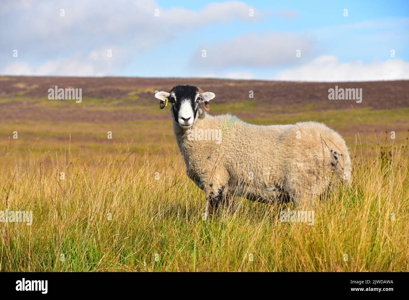 Gehörnte Schafe auf den Mauren oberhalb der Hebden Bridge, West Yorkshire Stockfoto