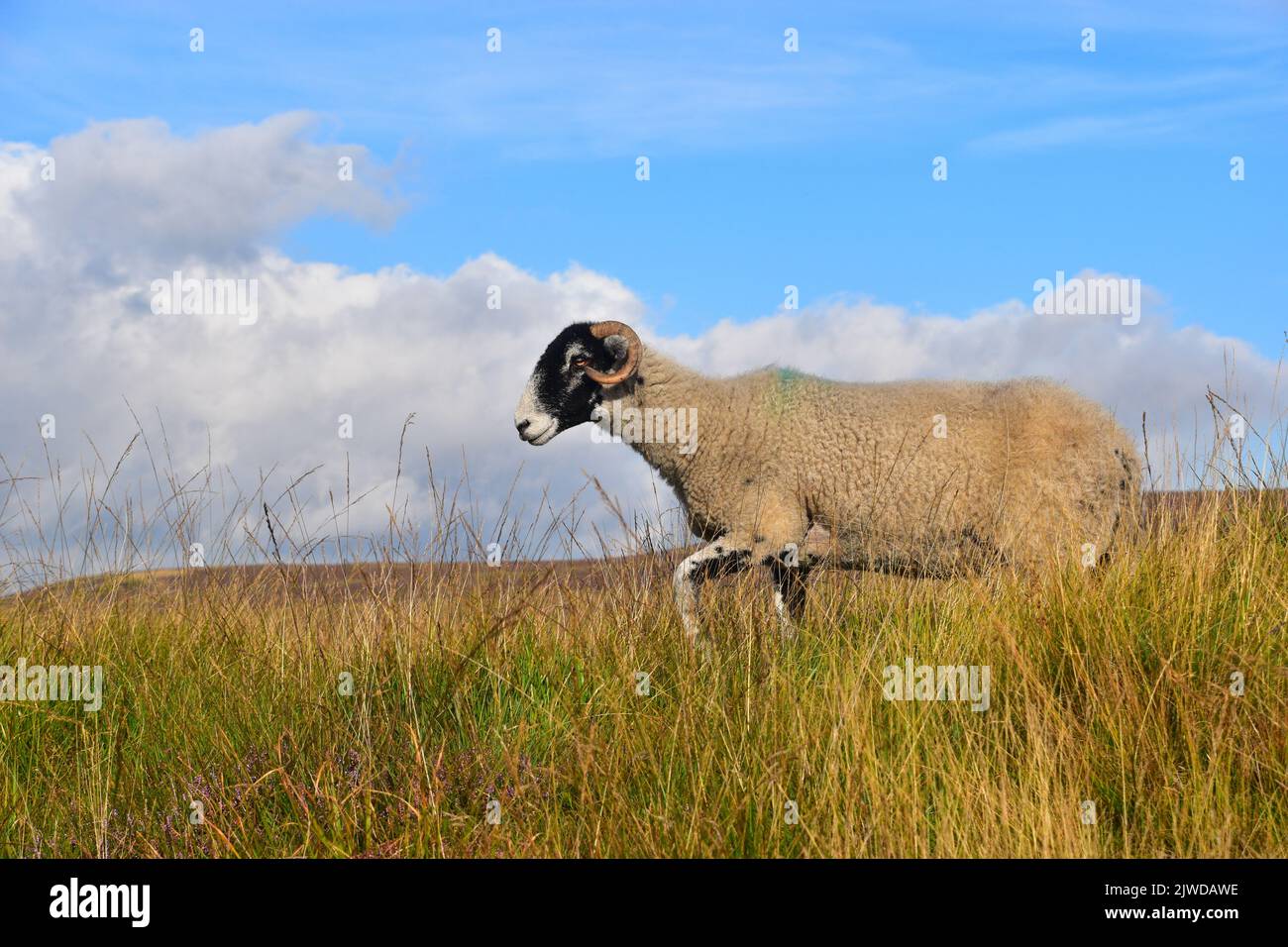 Gehörnte Schafe auf den Mauren oberhalb der Hebden Bridge, West Yorkshire Stockfoto