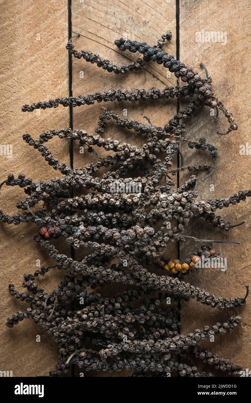 Getrocknete schwarze Pfefferkörner, trockene schwarze Pfefferfrüchte oder Steinfrüchte auf einer Holzplatte, würzige und würzige Zutat, direkt von oben entnommen Stockfoto