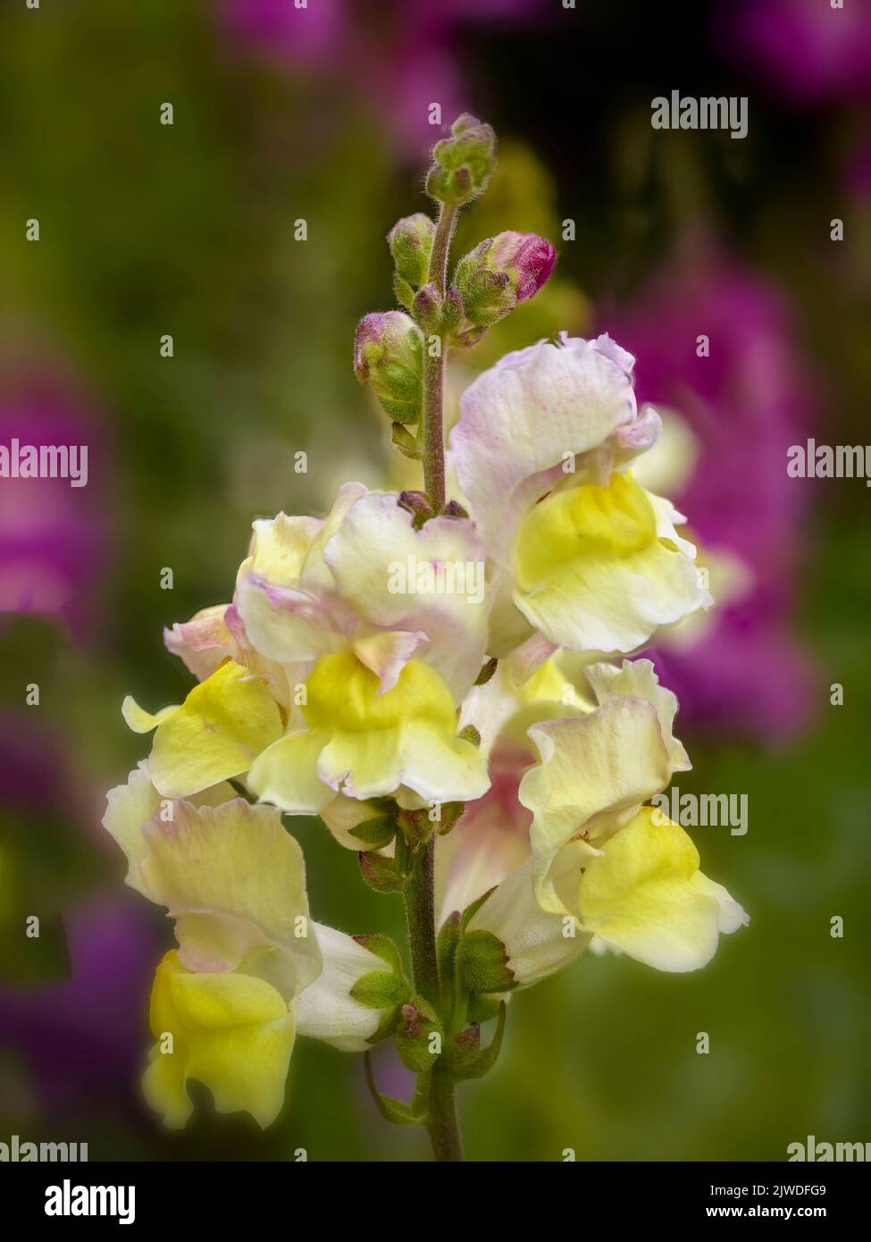 Sehr nahes Naturpflanzenportrait von Antirhinum, Drachenblumen, Schnappdrachen, Blumen Stockfoto