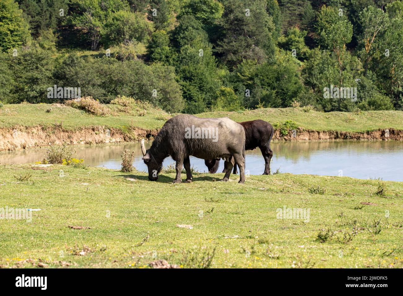 Wasserbüffel grasen auf der Wiese. Büffel grasen am kleinen See Stockfoto
