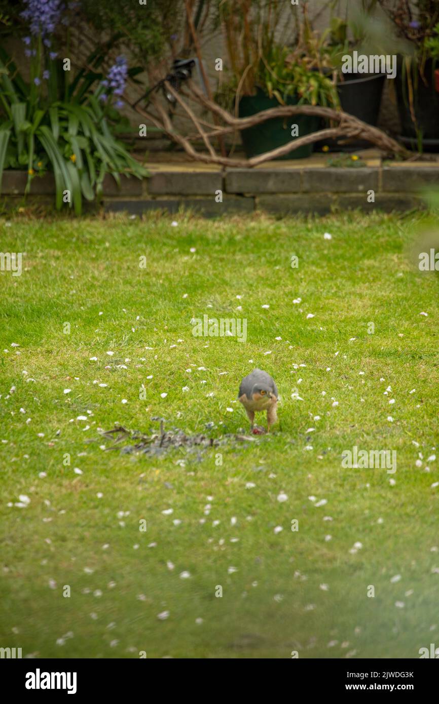 Eurasischer Sperber, Accipiter nisus, nördlicher Sperber, der sich in einem Londoner Stadtgarten ernährt, nachdem er Beute gefangen hat Stockfoto