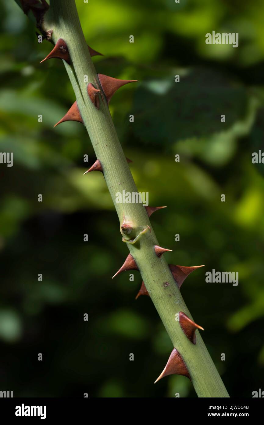 Teil eines grünen Rosenstammes mit vielen braunen Dornen oder scharfen Auswüchsen, isoliert auf unscharfem Blatthintergrund. Vertikales Bild Stockfoto