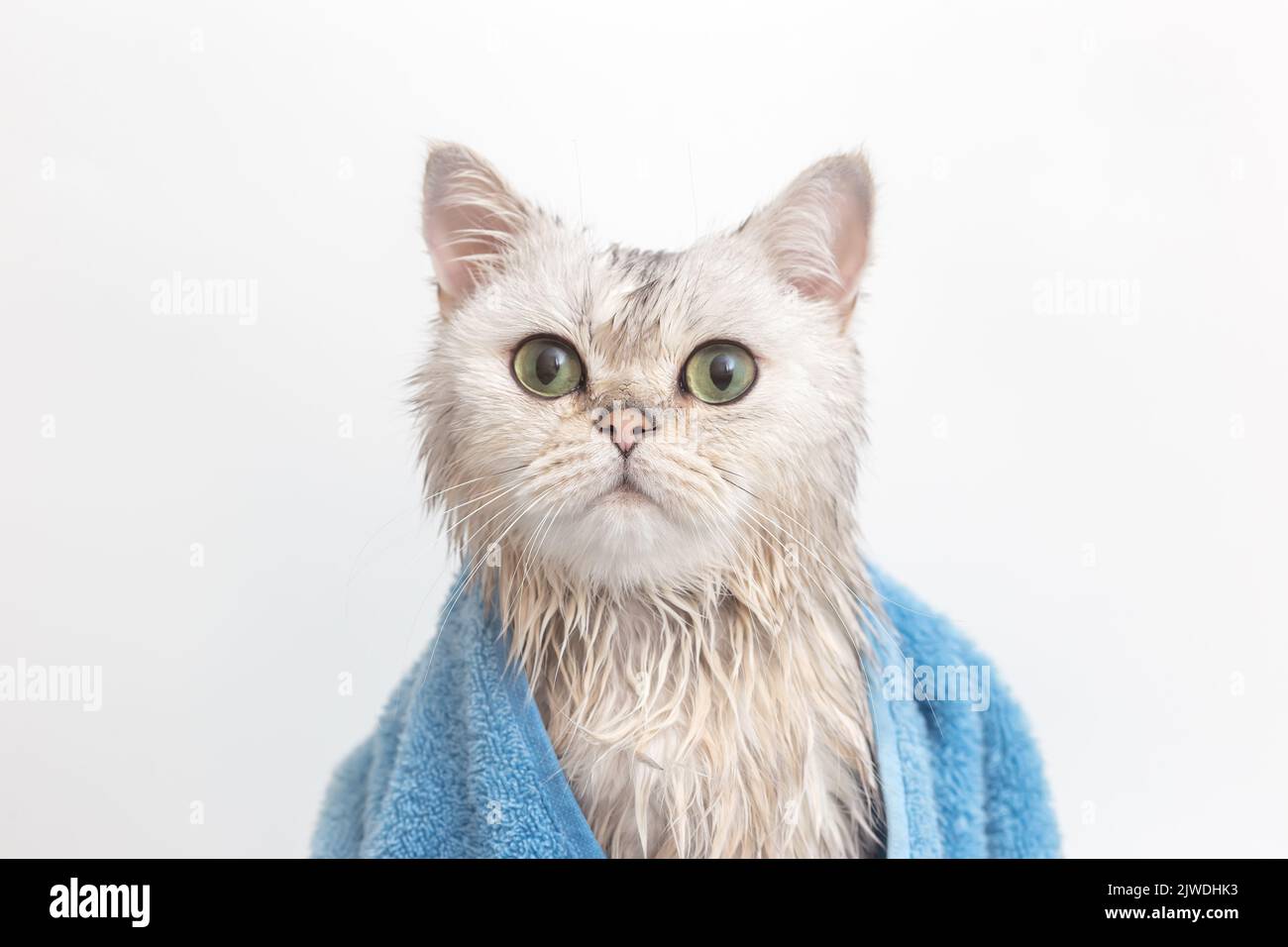 Lustige nasse weiße niedliche Katze, nach dem Baden, eingewickelt in ein blaues Handtuch Stockfoto