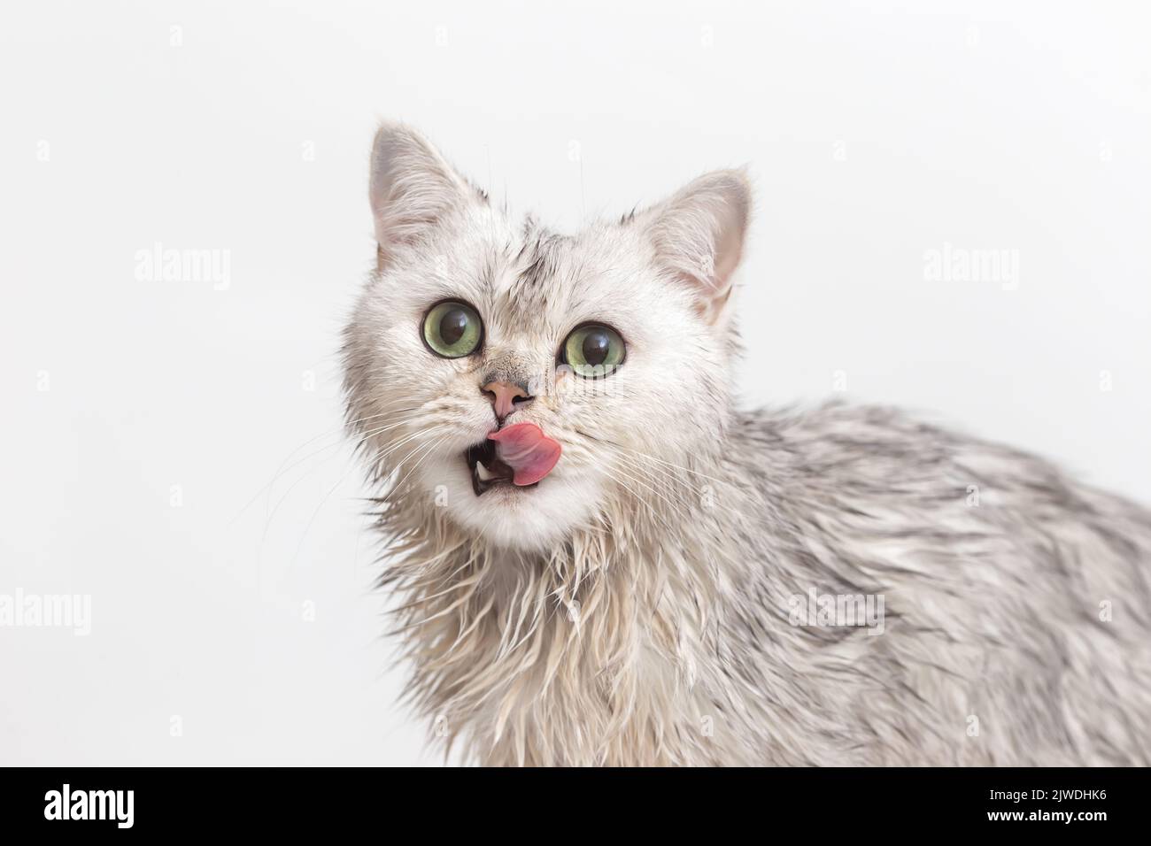 Lustige, nasse, weiße, niedliche Katze sitzt nach dem Baden auf weißem Hintergrund, leckt sich die Lippen, schaut auf die Kamera. Stockfoto