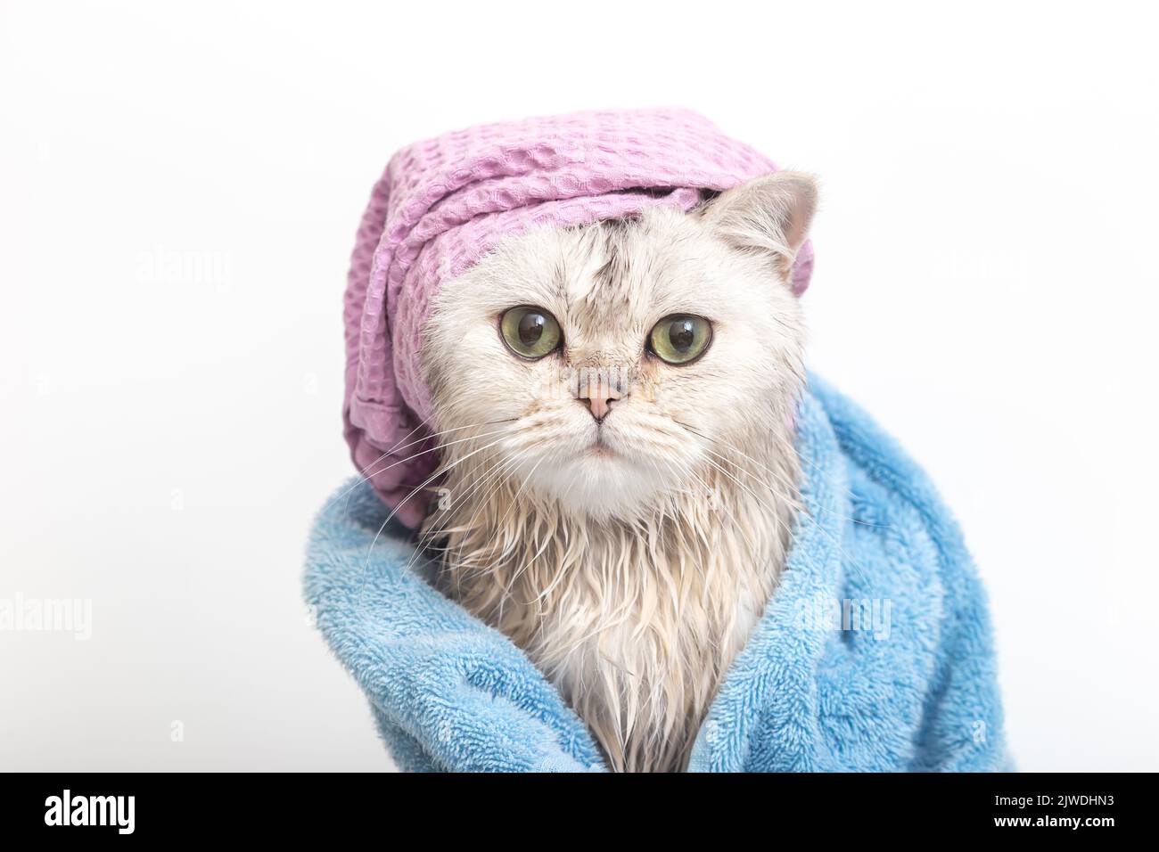 Lustige nasse weiße Katze, nach dem Baden, in ein blaues Handtuch in einer violetten Mütze auf dem Kopf gewickelt Stockfoto
