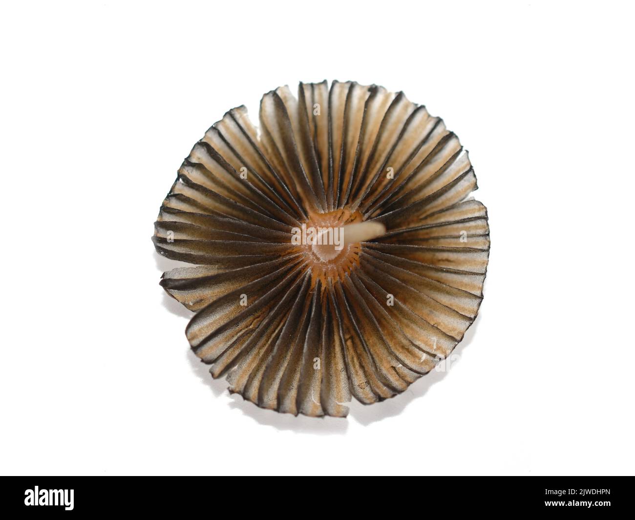 Parasola plicatilis die gefaltete Inkcap Pilzunterseite isoliert auf weißem Hintergrund Stockfoto
