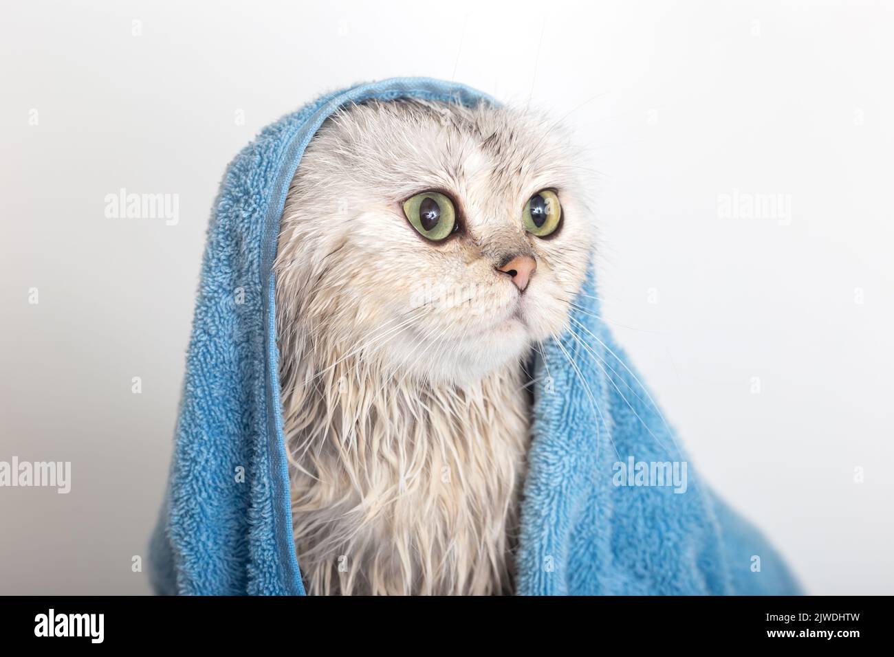 Lustige nasse weiße niedliche Katze, nach dem Baden in einem blauen Handtuch Stockfoto