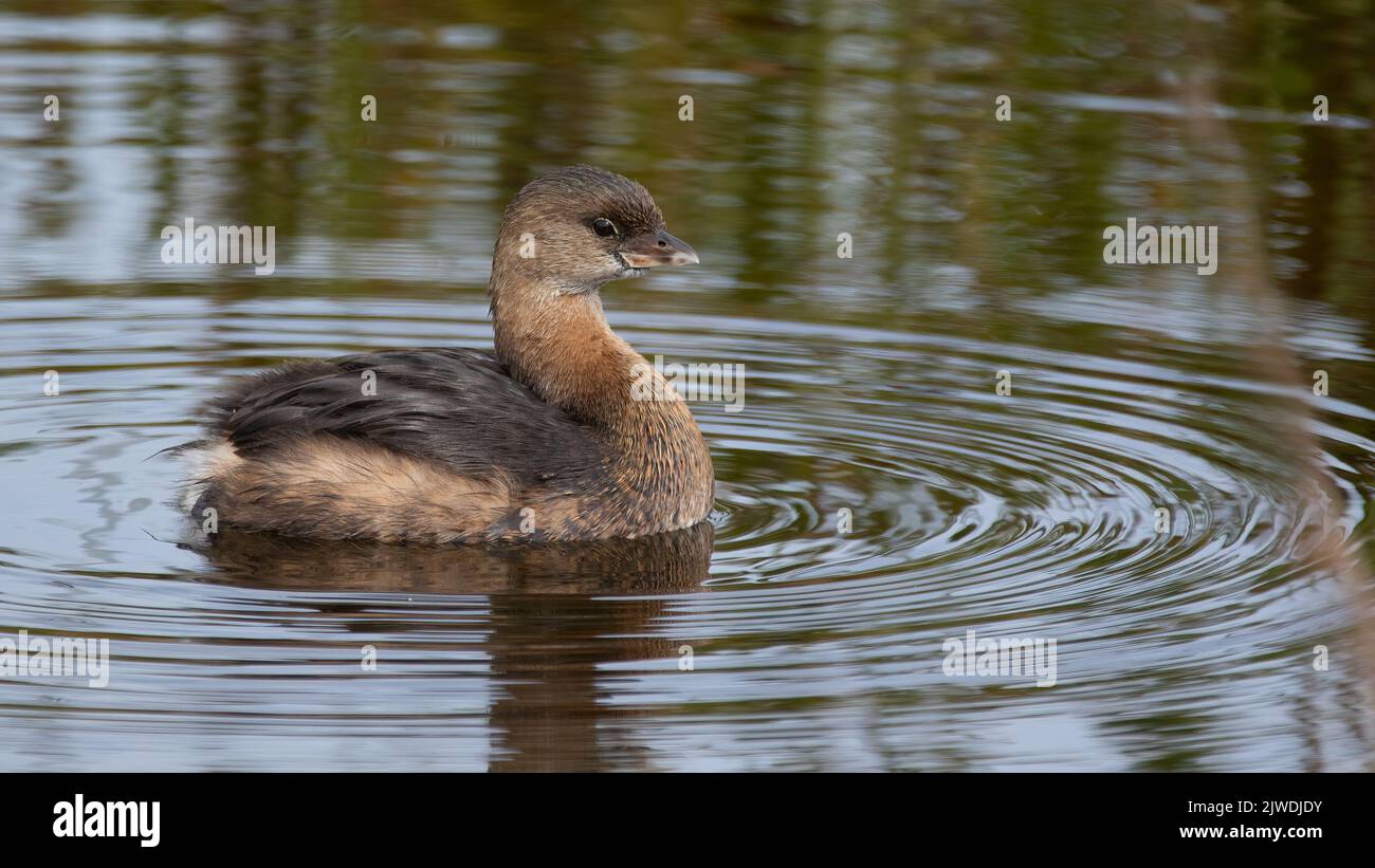 Pied – abgerechnet grebe Stockfoto