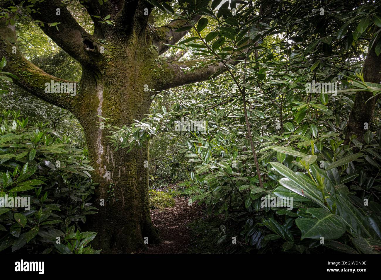 Ein moosbedeckter Baum im wilden subtropischen Penjjick Garden in Cornwall. Penjerrick Garden gilt in England als echter Dschungelgarten in Cornwalls Stockfoto