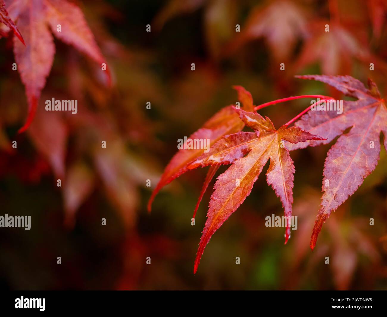 Rote Ahornbäume Blätter, Nahaufnahme Foto von schönen roten Herbstlaub. Natürliche lebendige Herbstsaison Farben Stockfoto