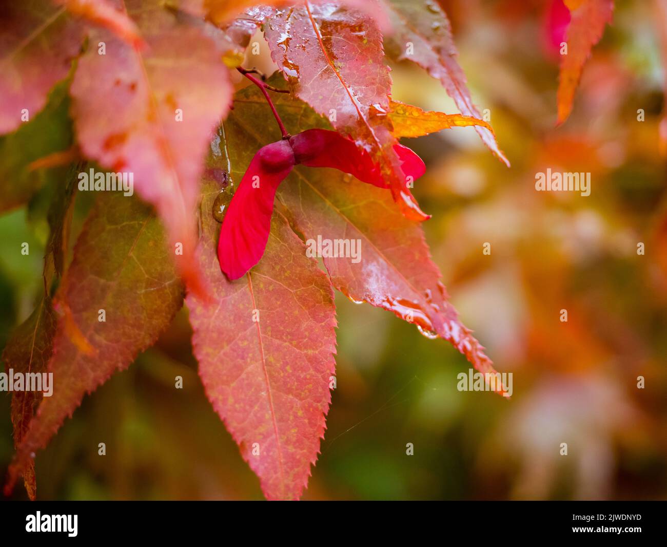 Rote Ahornbäume Blätter, Nahaufnahme Foto von schönen roten Herbstlaub. Natürliche lebendige Herbstsaison Farben Stockfoto