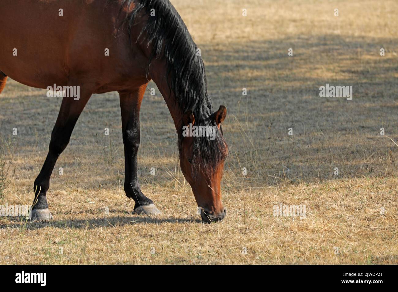 Pferd in einem Paddock Stockfoto