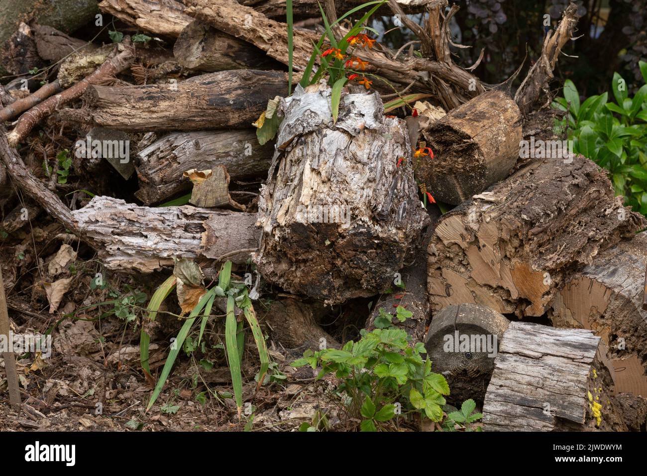 Ein toter Holzstapel, der in einem Garten für Wildtiere zurückgelassen wurde. Stockfoto
