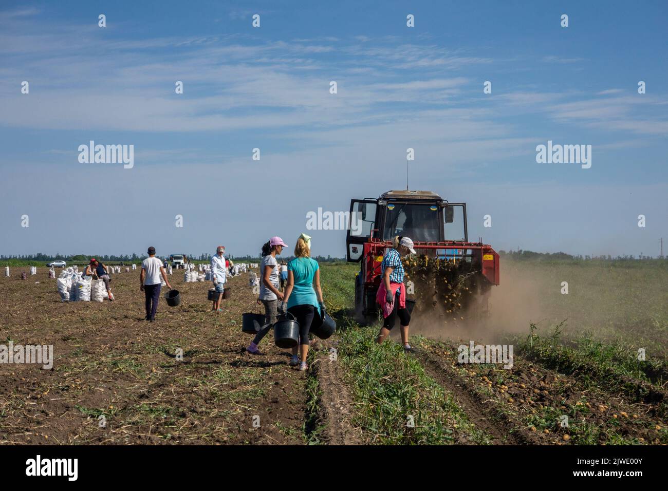 Kartoffelernte in der Südlichen Ukraine. Kartoffel ist ein Grundelement der täglichen Ernährung der Ukrainer. Stockfoto