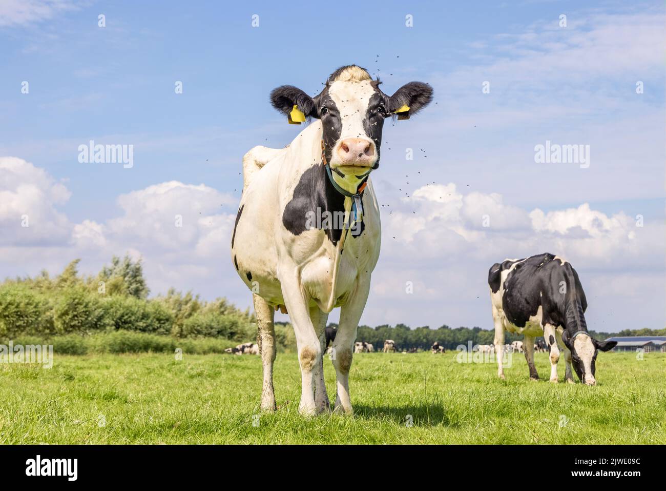 Kuh und Fliegen, summend und eine Pest fliegen, niedliches und ruhiges Rind, große rosa Nase und freundlicher Ausdruck Stockfoto