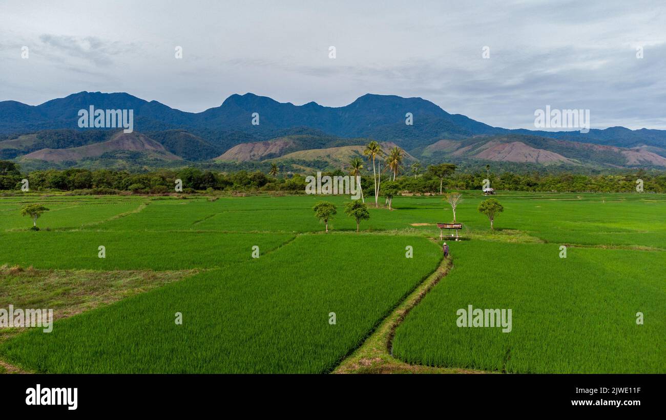 Bauernhütte mitten auf einem Reisfeld. Provinz Aceh, Indonesien. Stockfoto