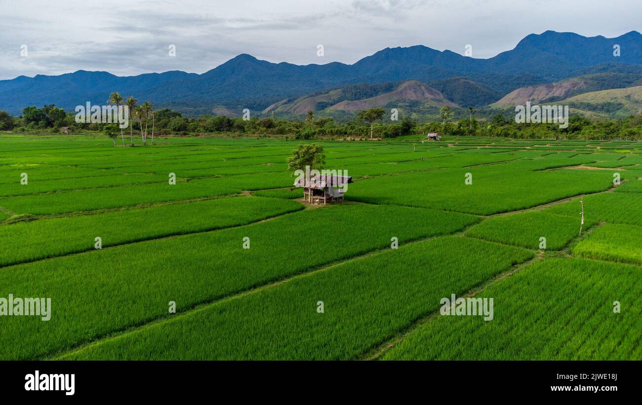 Bauernhütte mitten auf einem Reisfeld. Provinz Aceh, Indonesien. Stockfoto