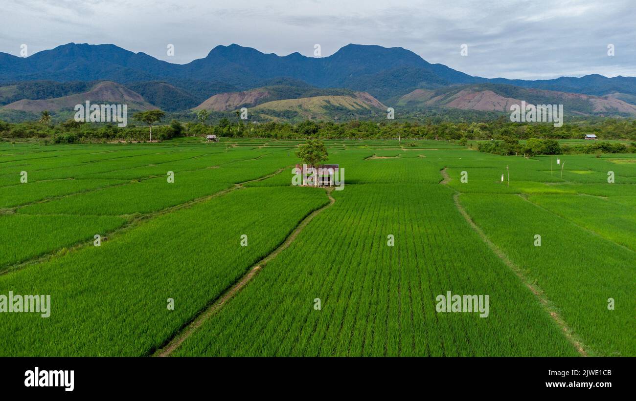 Bauernhütte mitten auf einem Reisfeld. Provinz Aceh, Indonesien. Stockfoto