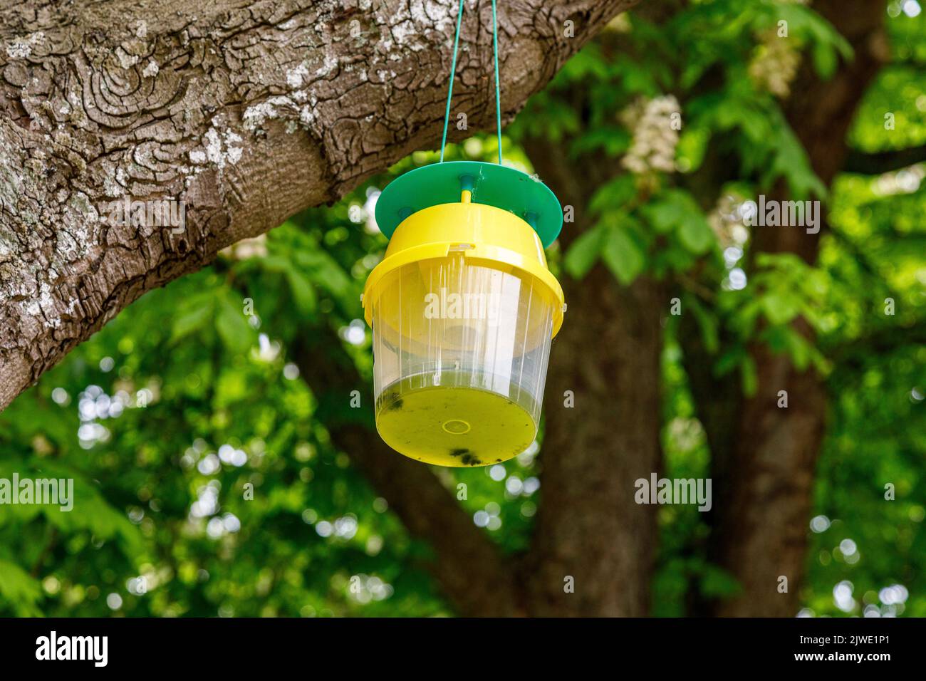 Attractant Trichterfalle oder pumomon Falle in Kastanienbäumen Stockfoto